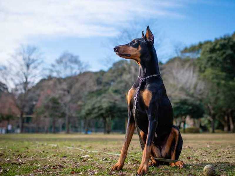 Dobermann ist ein Hund mit sehr viel Energie