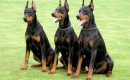 Die Dobermann-Tagebücher