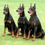 Dobermann
