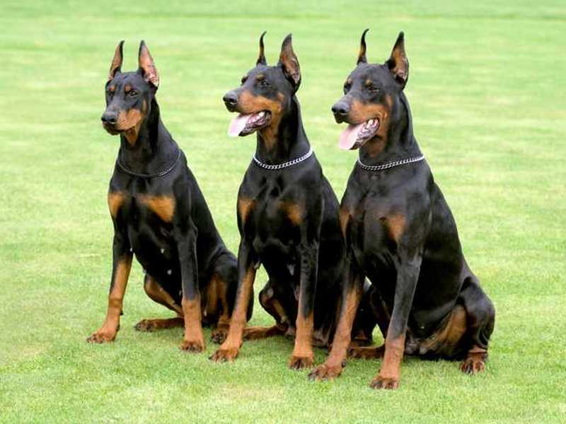 Dobermann